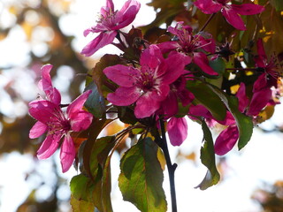 Fleurs de cerisiers roses