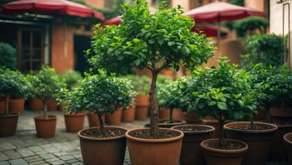 Potted plants in a courtyard with green foliage and red parasols in the background during daytime.