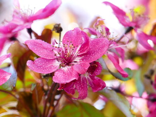 Beautiful pink flowers cherry blossom