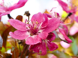 Fototapete bei efototapeten.de bestellen   