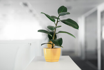 Ficus plant in a yellow pot. Plant in office space - selective focus image. 