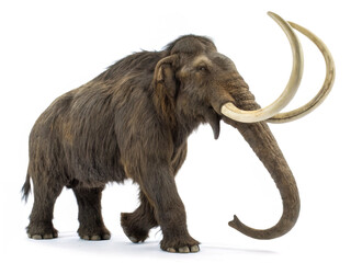 mammoth isolated on white background