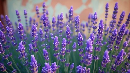 Fototapeta premium Lavender flowers in full bloom with vibrant purple petals against a blurred background in natural light