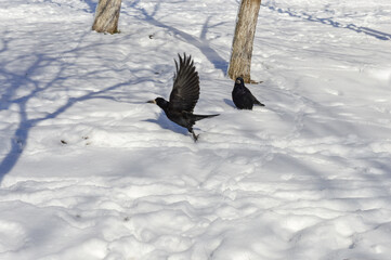 two black birds crows rooks snowy landscape mid-flight wings spread wide bright white snow nature wildlife bird behavior winter survival mystery intelligence change movement environmental birds adapt 