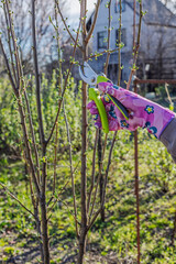 Female gardener with a pruner shears the peach tree.
