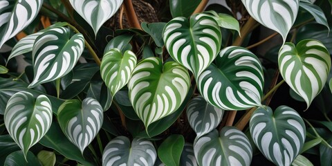Fototapeta premium Green foliage of maranta plant with alternating patterns of light and dark green leaves in a tropical setting.