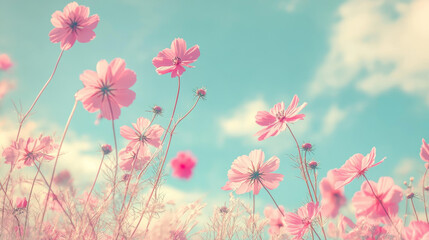 Naklejka premium Pink cosmos flowers blooming in a meadow under a bright blue sky with fluffy clouds, capturing the essence of spring and summer nature, perfect for floral backgrounds and seasonal designs