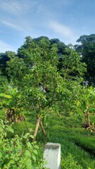Avocado tree and fruit in the garden. The avocado, alligator pear or avocado pear (Persea americana) is an evergreen tree in the laurel family (Lauraceae). Avocado is a primary ingredient in gaucamole