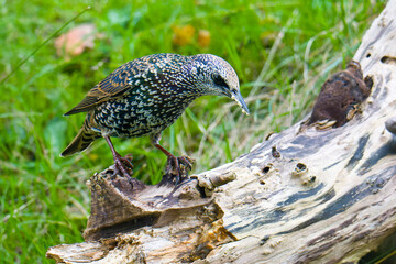 Perlstar , Star (Sturnus vulgaris) im Herbst	