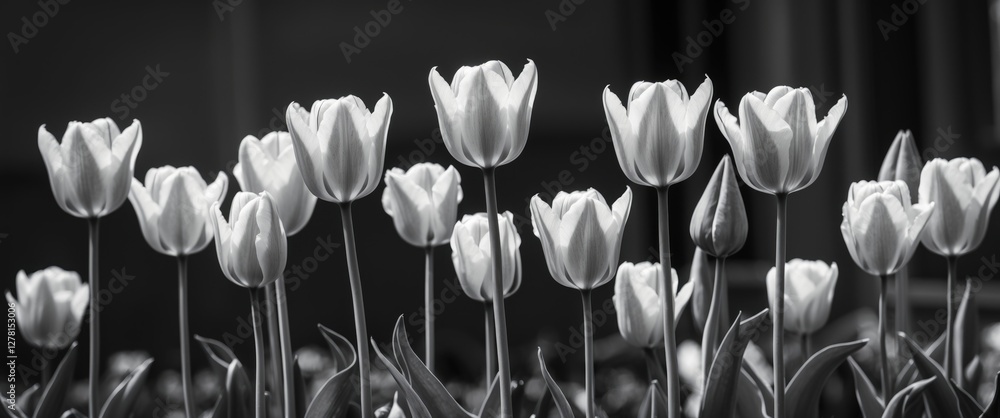 Poster black and white photograph of tulips in various stages of bloom arranged in a row with smooth petals