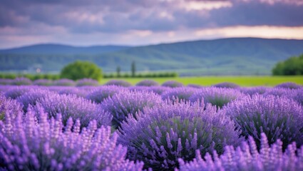 Obraz premium Lavender fields in bloom with vibrant purple flowers against a backdrop of rolling green hills and cloudy sky at sunset.