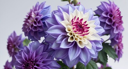 Obraz premium Purple and white dahlia flowers with intricate petals and lush green leaves on a soft neutral background