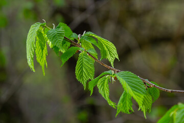Fresh leaves of carpinus betulus in spring. Common hornbeam