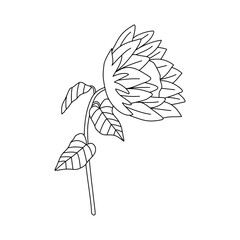 Sunflower Outline