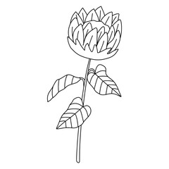 Sunflower Outline
