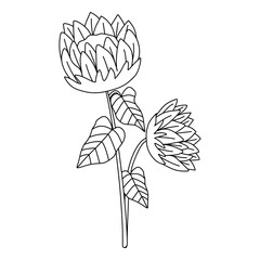 Sunflower Outline