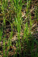 fresh green sprouts growth in a water, spring flood scene