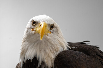 Fototapeta premium Close-up of an American Bald Eagle. The eagle is centered in the frame, its head and upper body are visible, and it appears to be alert and focused, looking directly at the camera. 