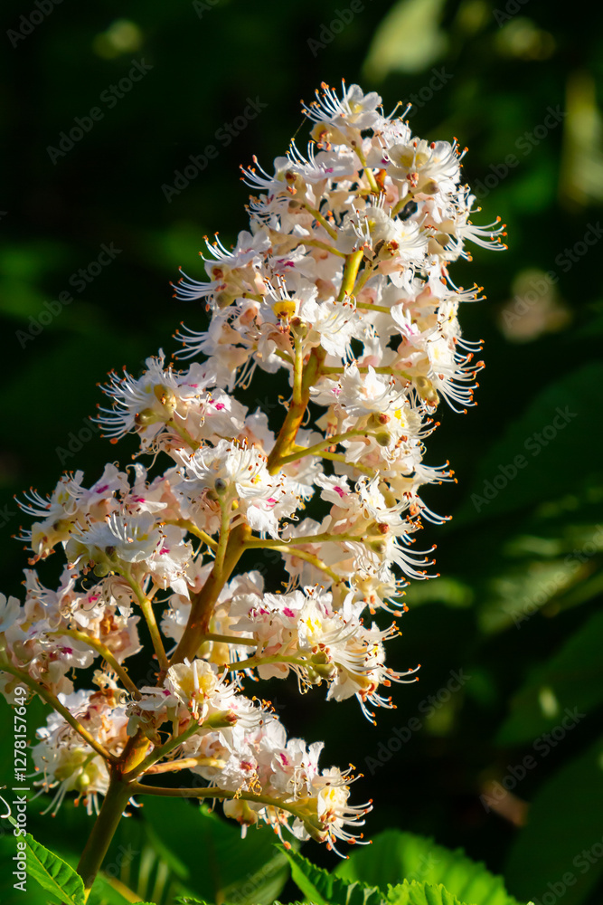 Poster aesculus hippocastanum is a large tree. its inflorescences are a source of nectar for bees and insec