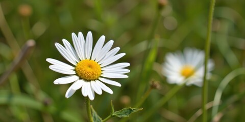 Obraz premium Close-up of a white daisy flower with yellow center surrounded by green grass and blurred background with more daisies.