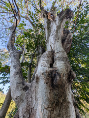 Fototapeta premium Tree with Captivity Hole Resembling Human Body Structures, India