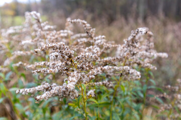 Obraz premium close-up of a fluffy plant with small white flowers growing wild.