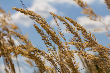 Obraz premium Inflorescence of wood small-reed Calamagrostis epigejos on a meadow