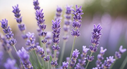 Fototapeta premium Close-up of lavender flowers with soft purple blossoms and green stems in a blurred background of a garden setting.