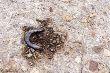 
a horseshoe-shaped metal clamp embedded in the cement surface.