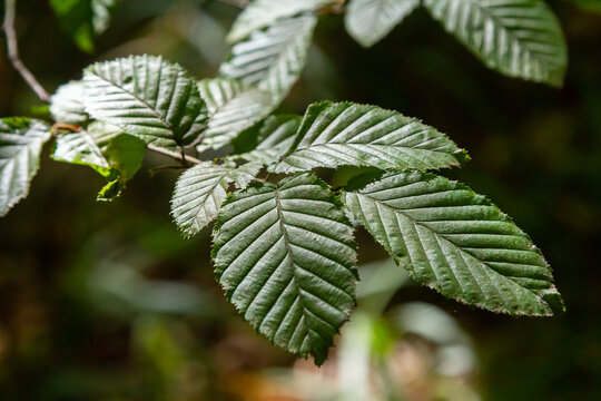 Selective focus of Ulmus pumila celer leaves, European hornbeam or carpinus betulus in the garden, Small leafed plant which forms a dense hedge, Green leaf pattern with sunlight, Nature background