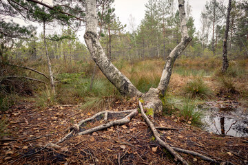 
a birch with two trunks forming a 