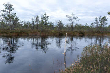 
marsh lake with tree reflections in water and grass in foreground.