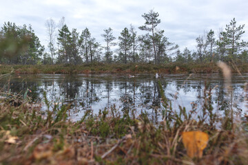 
marsh lake with tree reflections in water and grass in foreground.