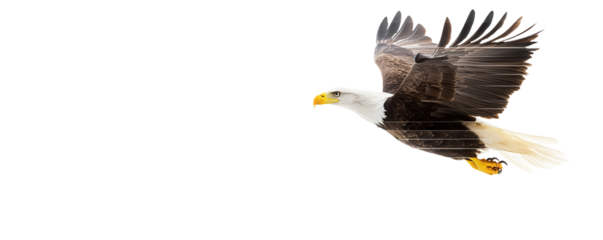 Majestic eagle in flight nature landscape wildlife transparent background aerial view freedom concept