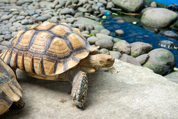 sulcata tortoises in captivity with occasional ponds and rocks.