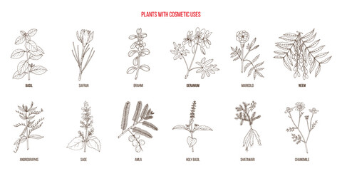 Plants with cosmetic uses, vector collection. Hand drawn botanical illustration