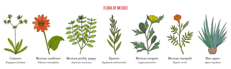 Flora of Mexico, native mexican plants collection. Hand drawn botanical vector illustration