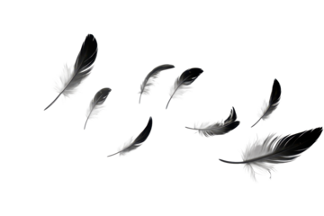 flying black feathers isolated on white or transparent png