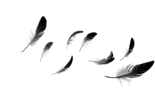 flying black feathers isolated on white or transparent png