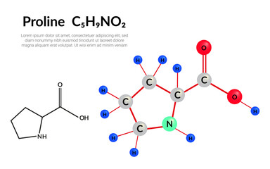 Proline (symbol Pro or P) C5H9NO2 amino acid, molecular structural chemical formula, ball-and-stick model, suitable for education or chemistry science content. Vector illustration