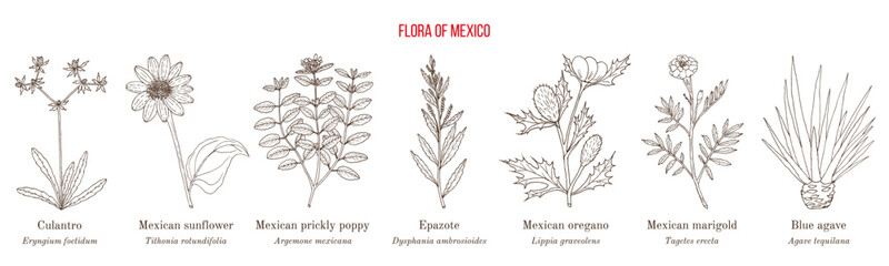 Flora of Mexico, native mexican plants collection. Hand drawn botanical vector illustration