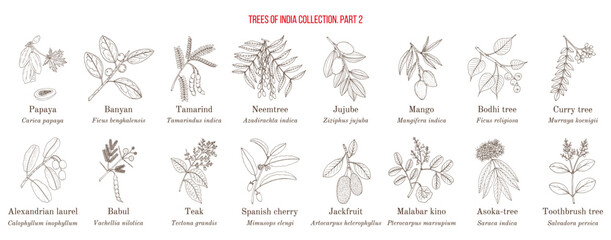 Trees of India collection. Hand drawn botanical vector illustration