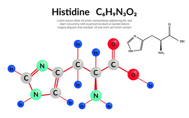 Histidine (symbol His or H) C6H9N3O2 amino acid, molecular structural chemical formula, ball-and-stick model, suitable for education or chemistry science content. Vector illustration