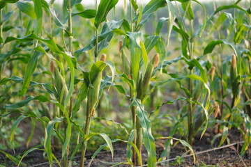 Healthy Corn Plants Growing Vibrantly in a Sunlit Agricultural Field