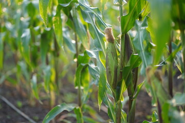 Healthy Corn Plants Growing Vibrantly in a Sunlit Agricultural Field