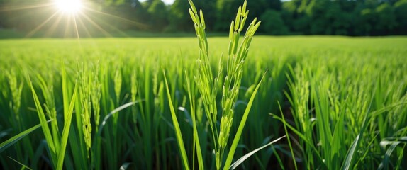 Obraz premium Green rice field with sunlight creating lens flare over fresh young plants during daytime in agricultural landscape.
