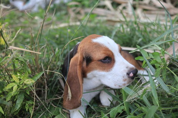 Adorable Beagle Puppy Relaxing in a Green Field of Grass
