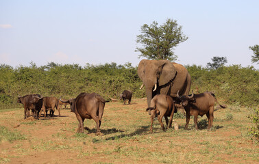 Afrikanischer Elefant und Kaffernbüffel / African elephant and African buffalo / Loxodonta africana et Syncerus caffer