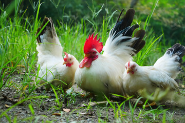 Free-range Thai white-black tail bantam chickens in the grass field.