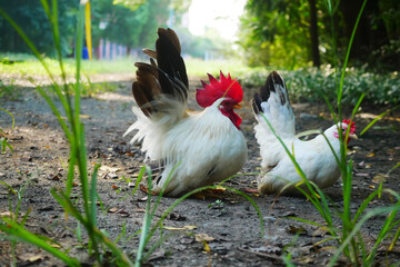 A pair of free-range Thai white-black tail bantam chickens in the grass field.